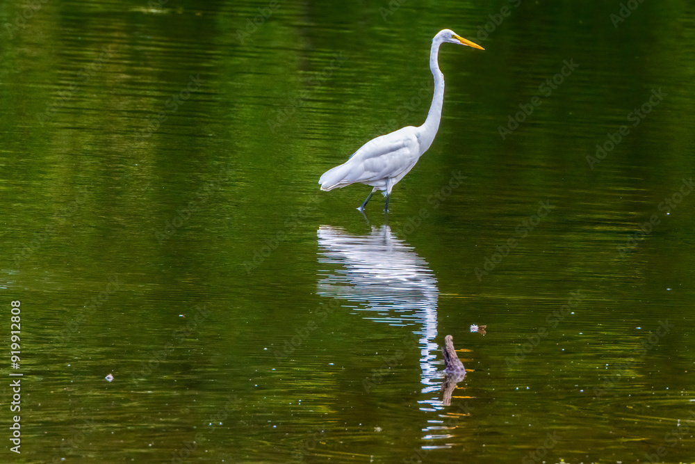 snowy egret snowy egret