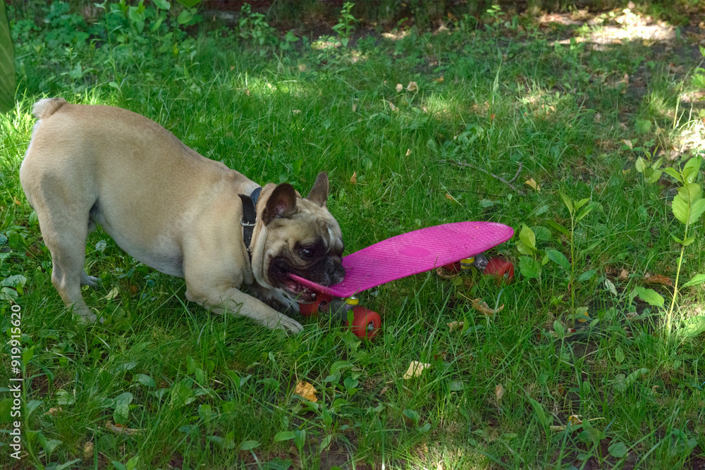 French Bulldog pet is playing with skateboard on green grass. French Bulldog pet is playing with skateboard on green grass.