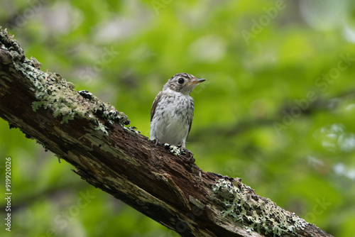 枝にとまるサメビタキの幼鳥