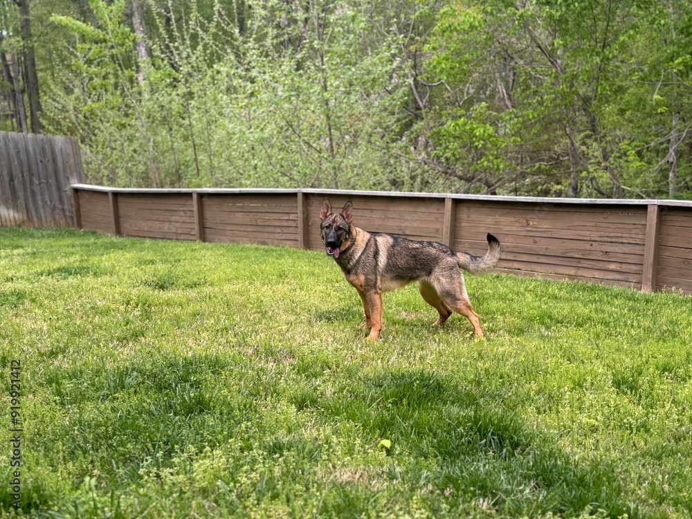 A German Shepherd stands alert in a lush green backyard surrounded by a wooden fence in early spring A German Shepherd stands alert in a lush green backyard surrounded by a wooden fence in early spring
