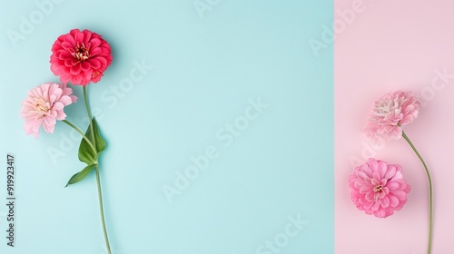 Red and Pink Zinnias on Pastel Blue and Pink Background, Minimalist Floral Design for Marketing, Banners, and Social Media with Ample Copyspace for Text