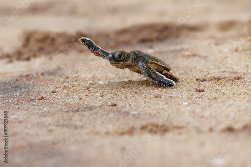 Green sea turtle Chelonia mydas also black (sea) turtle or Pacific green turtle, sea turtle in Cheloniidae. new born hatchling running to the sea, attack of predators photo