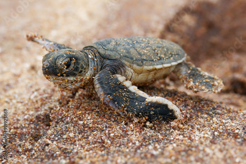 Tableau sur toile Green sea turtle Chelonia mydas also black (sea) turtle or Pacific green turtle, sea turtle in Cheloniidae
