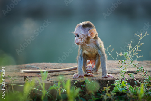 Photography Toque Macaque Macaca sinica reddish-brown Old World monkey endemic to Sri Lanka, known as the rilewa or rilawa, baby monkey in the ancient temple in Sri Lanka