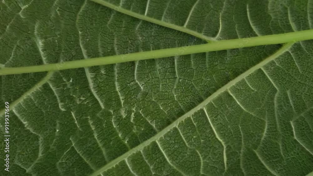 Close-up view highlights detailed texture and veins of green leaves, showcasing beauty found in nature's design. The sunlight enhances colors and reveals the complexity of each leaf's structure. Close-up view highlights detailed texture and veins of green leaves, showcasing beauty found in nature's design. The sunlight enhances colors and reveals the complexity of each leaf's structure.