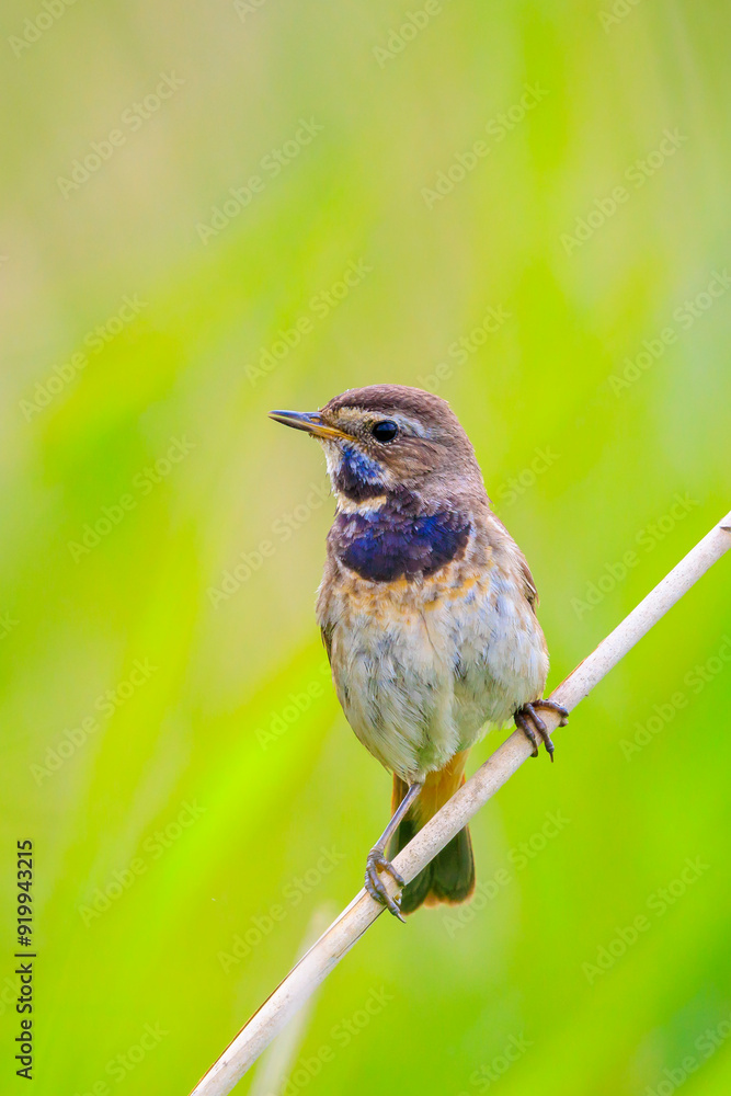 Fototapeta premium Closeup of a blue-throat bird Luscinia svecica cyanecula singing