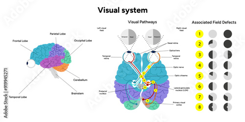 Visual pathway. Human brain and eyes, optic nerves, and visual cortex. Medical diagram