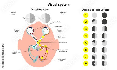 Visual pathway. Human brain and eyes, optic nerves, and visual cortex. Medical diagram