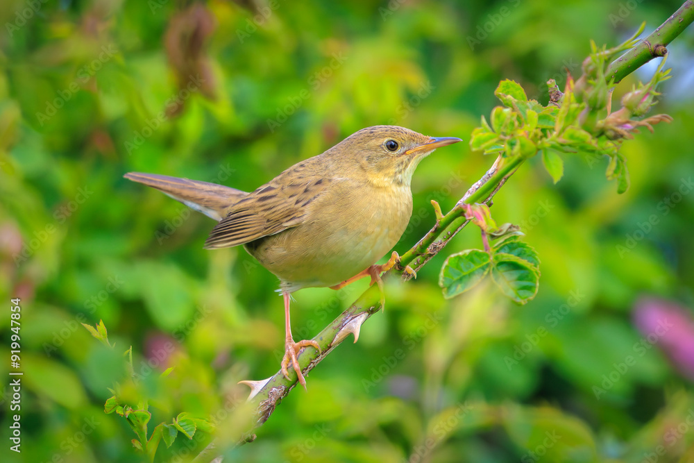Singing Common Grasshopper warbler bird Locustella naevia in search for a mate during spring season Singing Common Grasshopper warbler bird Locustella naevia in search for a mate during spring season
