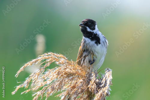 Singing common reed bunting, Emberiza schoeniclus, bird in the reeds on a windy day photo