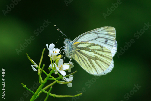 Green-veined white butterfly, Pieris napi, resting in a meadow