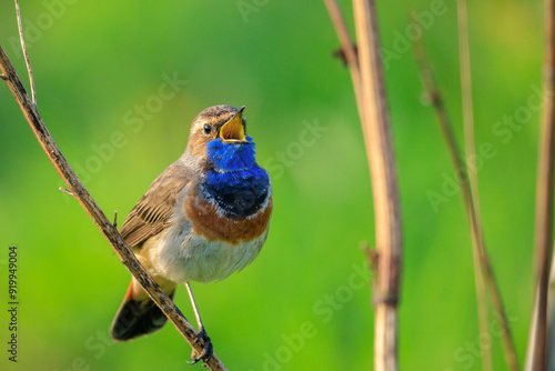 Closeup of a blue-throat male bird Luscinia svecica cyanecula singing photo