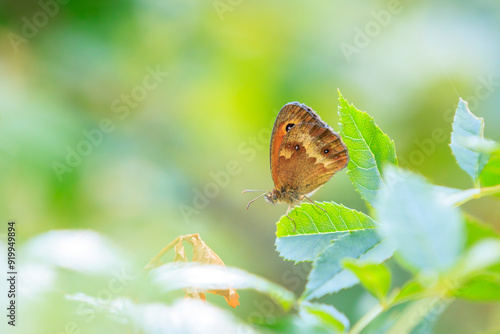 Gatekeeper butterfly, Pyronia tithonus, resting photo