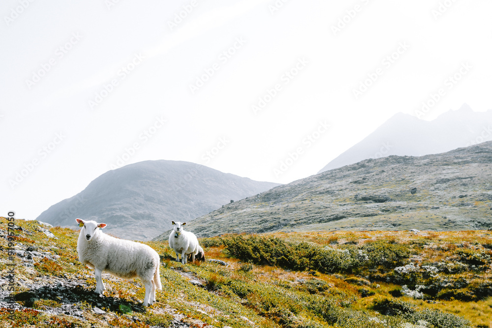 Obraz premium Sheeps in Norwegian Hillside Jotunheimen