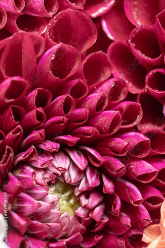 Macro of red Dahlia Flower Petals with Dew Drops. Selective focus