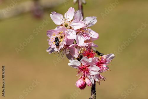 Flor de cerejeira. Sakura photo