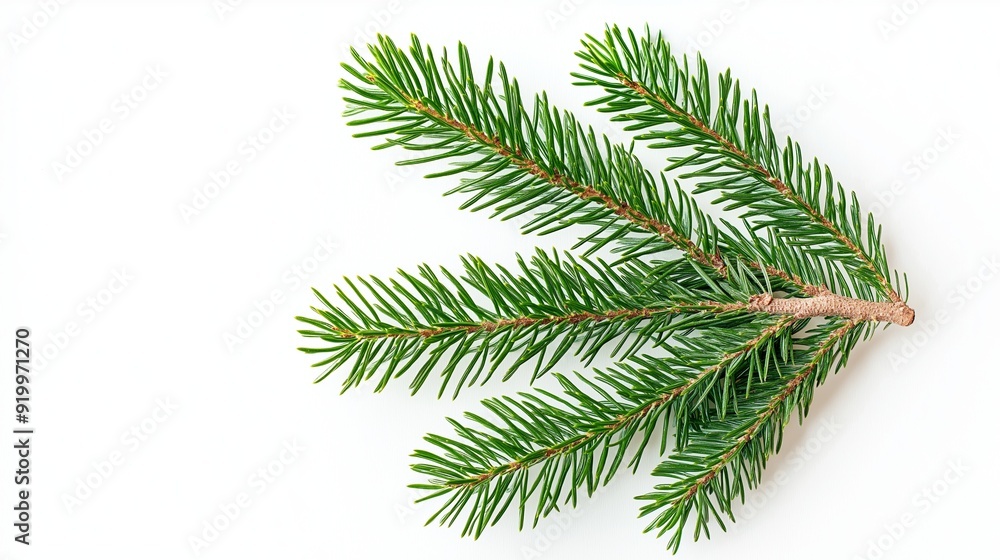 Vibrant green fir branch on a white background, perfect for the holidays. Detailed macro close-up with space for text. Ideal for cards, banners, social media Vibrant green fir branch on a white background, perfect for the holidays. Detailed macro close-up with space for text. Ideal for cards, banners, social media