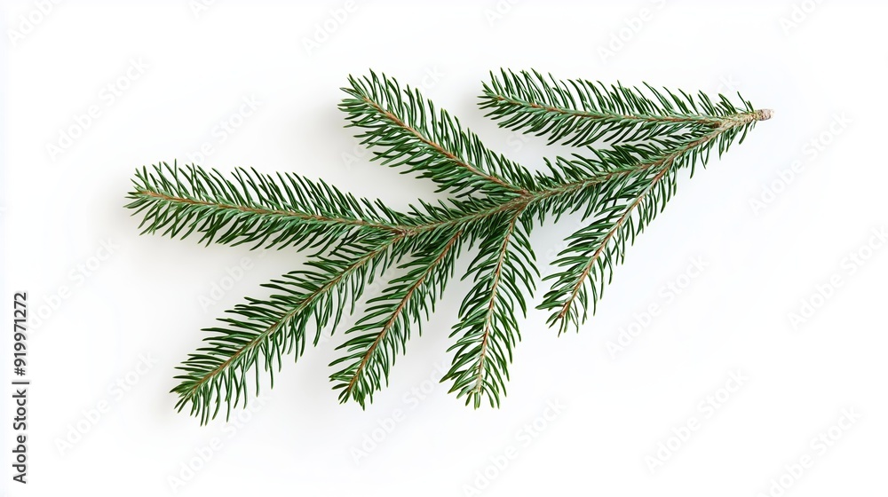 Fir branch with vibrant green needles lies on a white background, offering a simple yet evocative representation of winter holidays Fir branch with vibrant green needles lies on a white background, offering a simple yet evocative representation of winter holidays