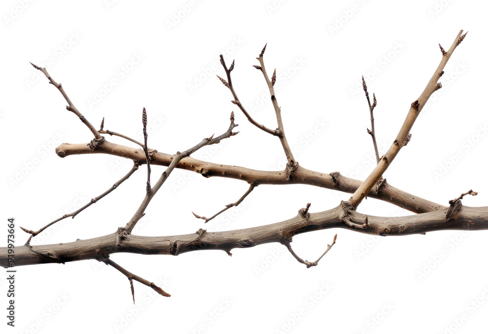 PNG Bare tree branch isolated white PNG Bare tree branch isolated white