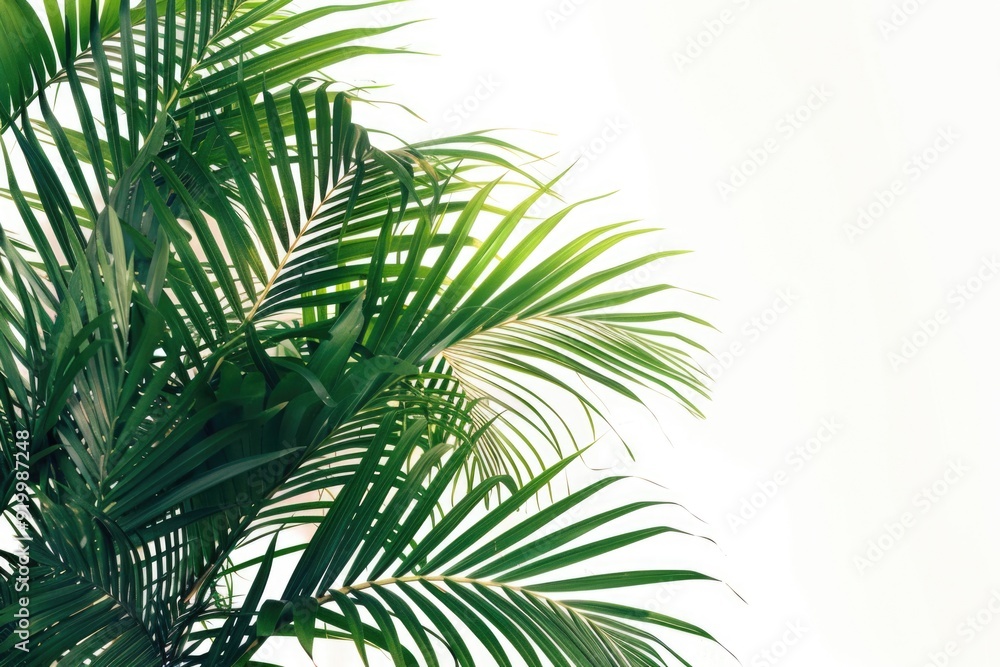 Fototapeta premium A close-up view of a palm tree on a white background, great for tropical or beach-themed designs
