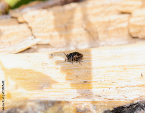 Big-eyed bug Geocoris atricolor on a wooden surface in Colorado under sunlight