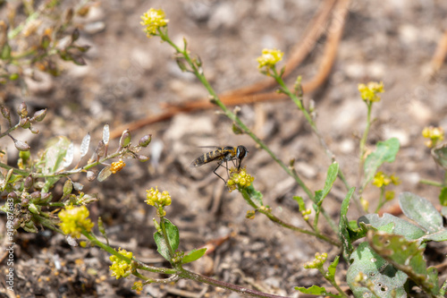 Banded bee fly Villa lateralis foraging on yellow flowering plant in Colorado landscape photo