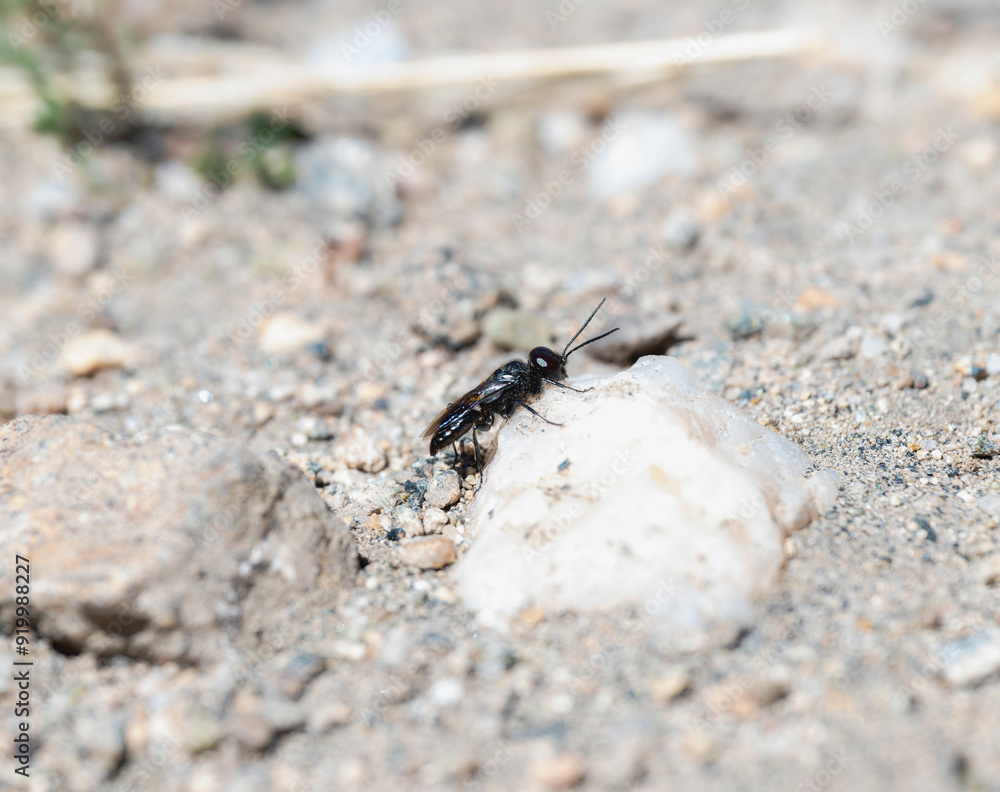 Fototapeta premium A Square headed wasp Genus Astata hunting from a rock in Colorado natural landscape