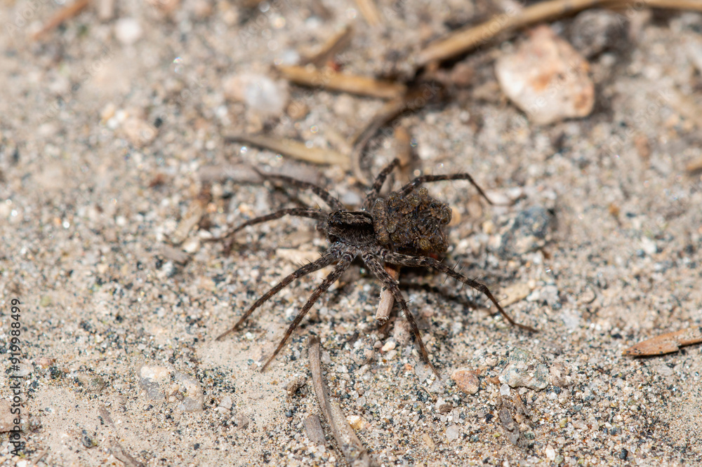 A Thin-legged Wolf Spider Genus Pardosa in Colorado habitat on sandy ground with hundreds of babies wrapped in silk on her back A Thin-legged Wolf Spider Genus Pardosa in Colorado habitat on sandy ground with hundreds of babies wrapped in silk on her back