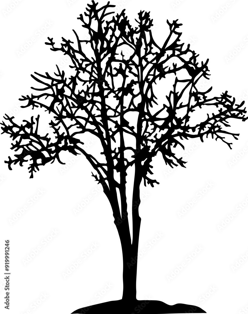 Obraz premium Tree Silhouette