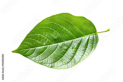 Single vibrant green leaf isolated on white, showcasing nature's macro detail