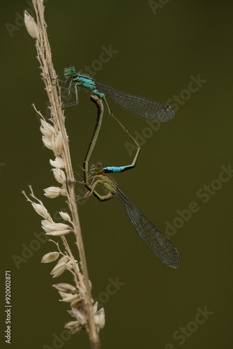 Libelle, Becherjungfer photo