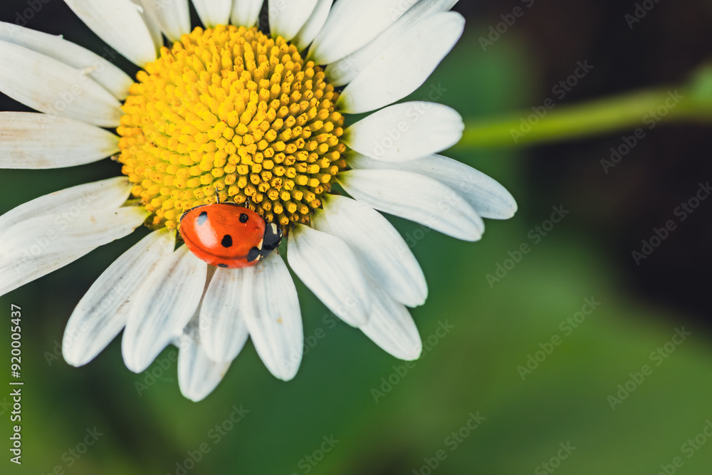 A Tiny Ladybug Resting on a Delicate Daisy in the Summer Sun A Tiny Ladybug Resting on a Delicate Daisy in the Summer Sun