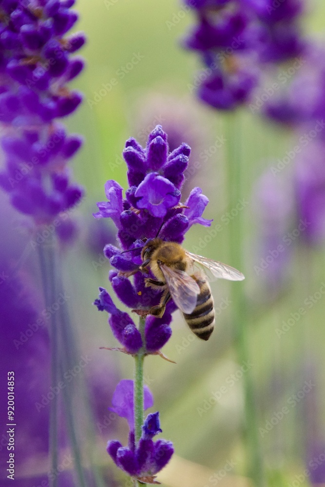Close-up of a honeybee gathering nectar from a vibrant purple lavender flower, set against a blurred background of lavender blooms. Close-up of a honeybee gathering nectar from a vibrant purple lavender flower, set against a blurred background of lavender blooms.
