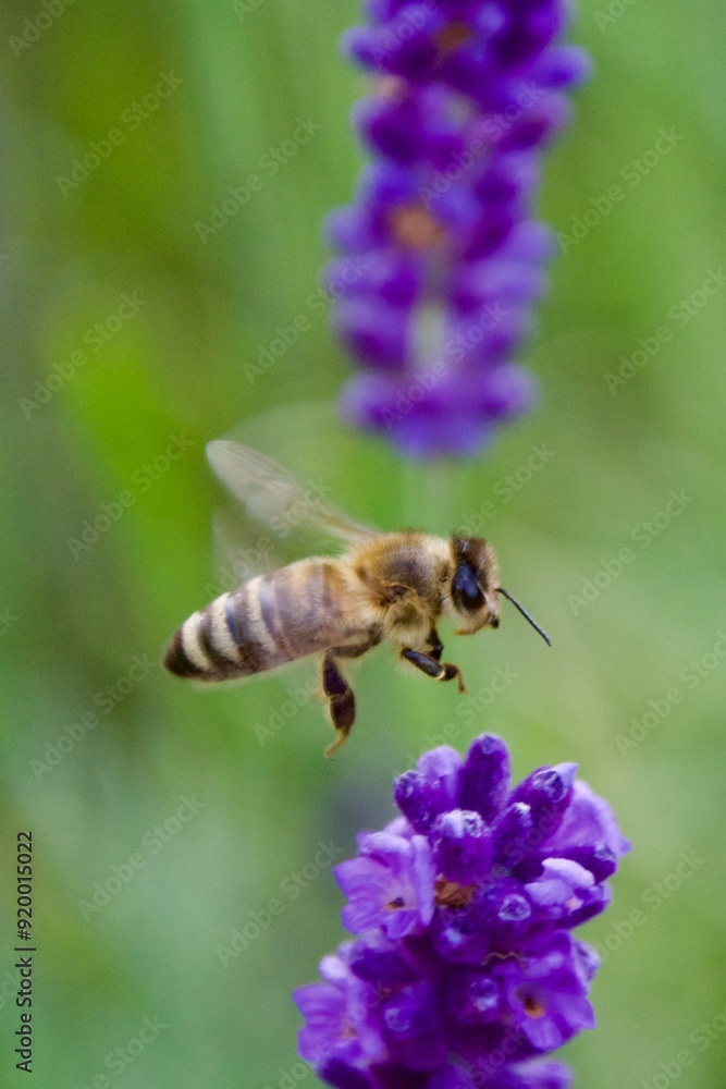 Close-up of a honeybee gathering nectar from a vibrant purple lavender flower, set against a blurred background of lavender blooms. Close-up of a honeybee gathering nectar from a vibrant purple lavender flower, set against a blurred background of lavender blooms.