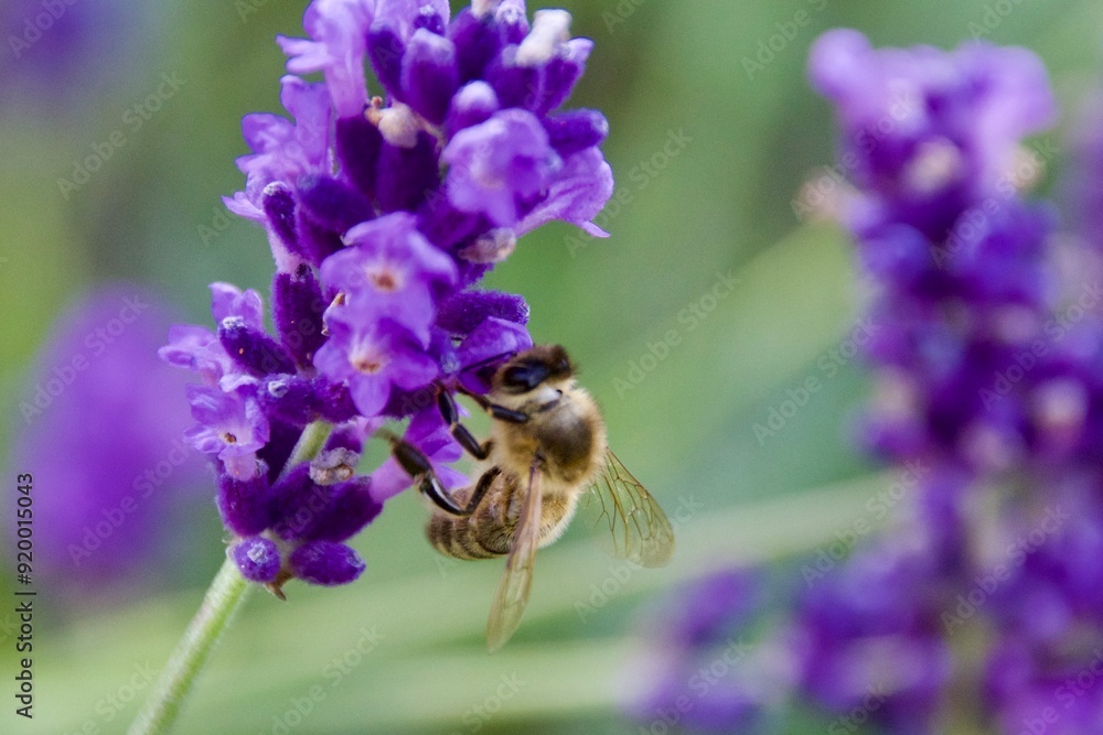 Close-up of a honeybee gathering nectar from a vibrant purple lavender flower, set against a blurred background of lavender blooms. Close-up of a honeybee gathering nectar from a vibrant purple lavender flower, set against a blurred background of lavender blooms.