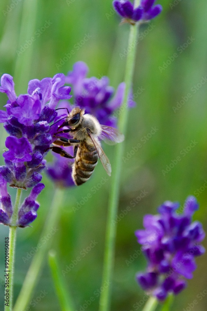 Fototapeta premium Close-up of a honeybee gathering nectar from a vibrant purple lavender flower, set against a blurred background of lavender blooms.