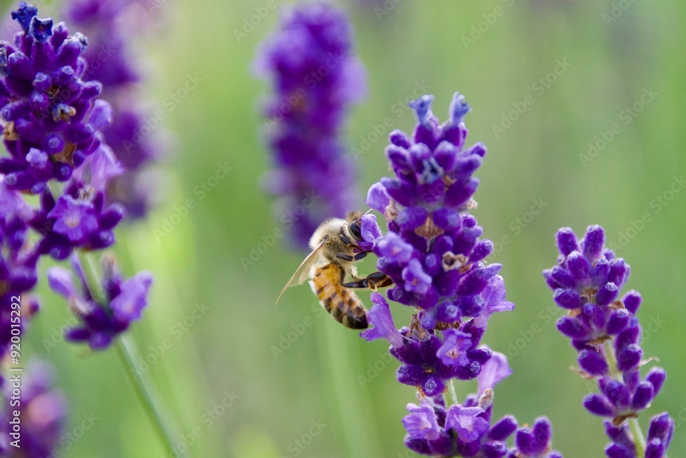 Close-up of a honeybee gathering nectar from a vibrant purple lavender flower, set against a Close-up of a honeybee gathering nectar from a vibrant purple lavender flower, set against a