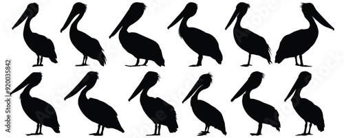 Pelican silhouette set vector design big pack of bird illustration and icon