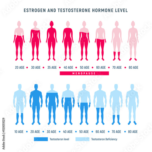 Estrogen and testosterone hormone levels by age. Diagram showing estrogen and testosterone levels across different ages for men and women.