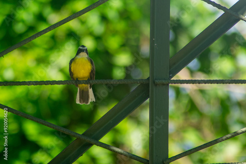 Yellow-breasted Chat Perched on Fence – Charming Bird Photography photo