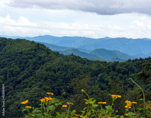 Smoky Mountains landscape with wildflowers