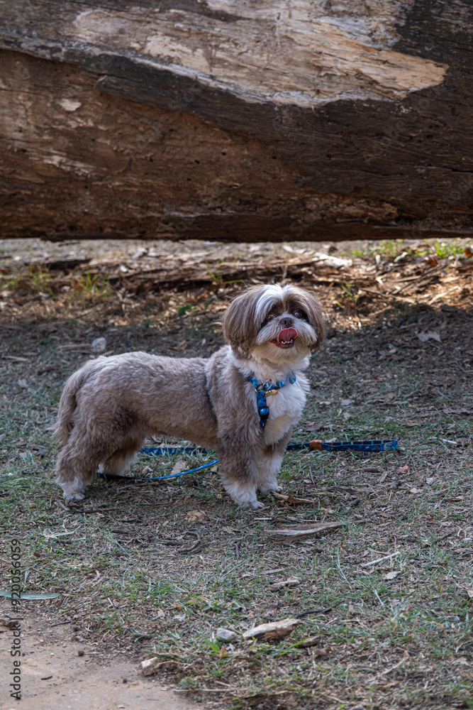 Shih tzu waiting for his owner to arrive under the shade of a fallen tree trunk_vertical. Shih tzu waiting for his owner to arrive under the shade of a fallen tree trunk_vertical.