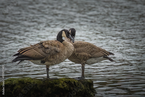 Canada geese