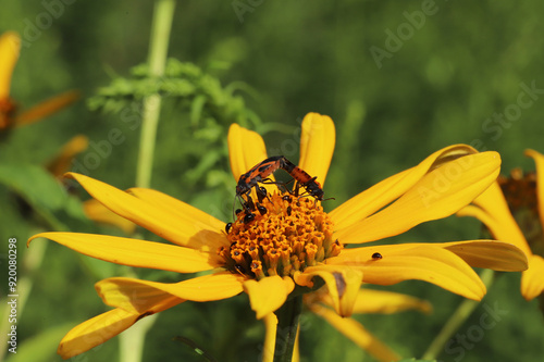 A pair of false milkweed bugs (Lygaeus turcicus) mating on top of a bright orange and yellow flower in a field on a warm summer day in Ohio. Small black beetles are also on the flower. photo