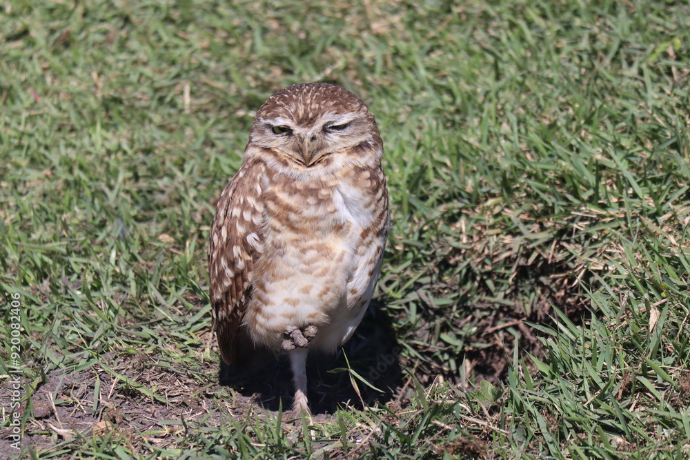 Owl sunbathing with green grass in the background Owl sunbathing with green grass in the background