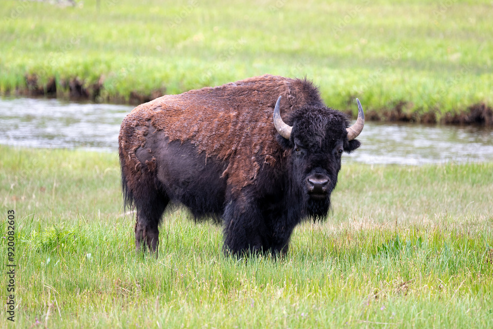 Adult Bison with large horns looking straight at you with tongue out. Standing in short grass in meadow with stream behind. Yellowstone National Park. Adult Bison with large horns looking straight at you with tongue out. Standing in short grass in meadow with stream behind. Yellowstone National Park.
