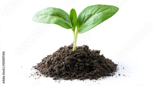 Green sprout growing out from soil isolated on a white background stock photo -