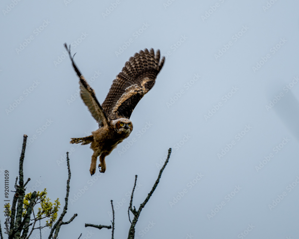 Fototapeta premium Great horned owlet flying