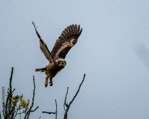 Great horned owlet flying photo