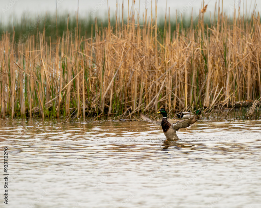 duck spreading wings
